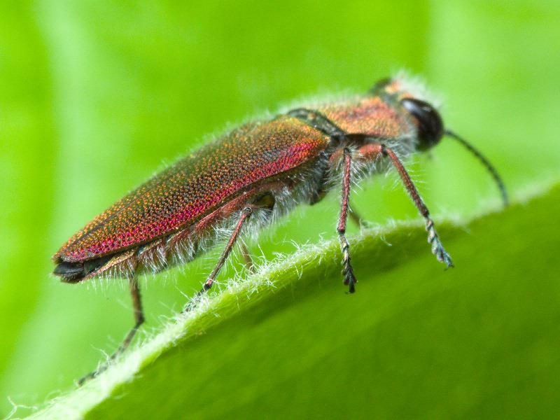 Anthaxia senicula (Schrank, 1789)