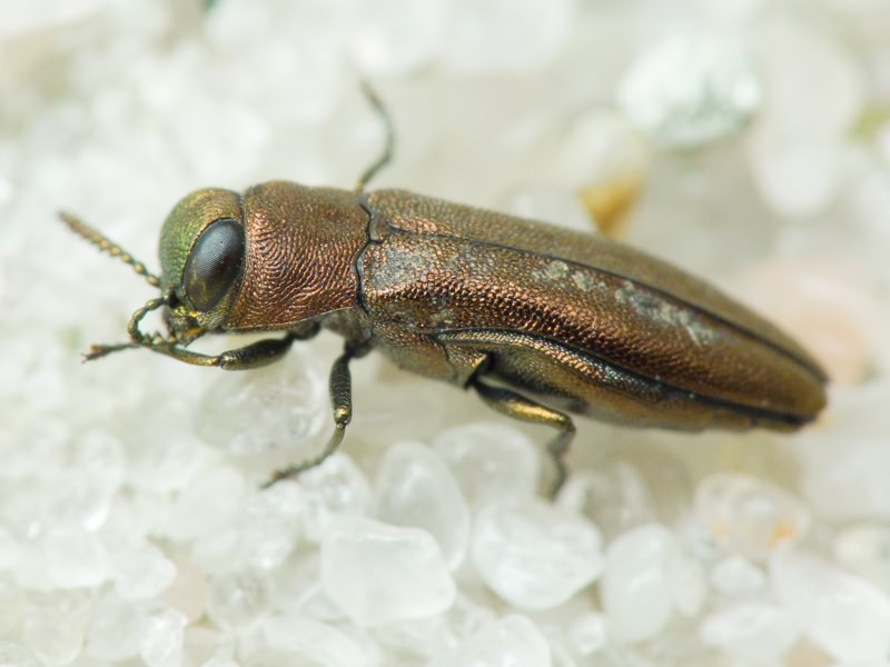 Agrilus hyperici (Creutzer, 1799)