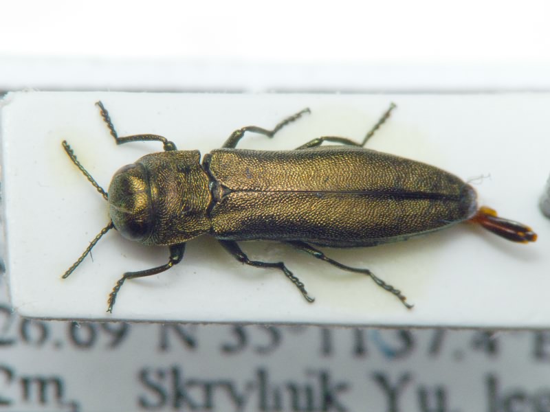 Agrilus
