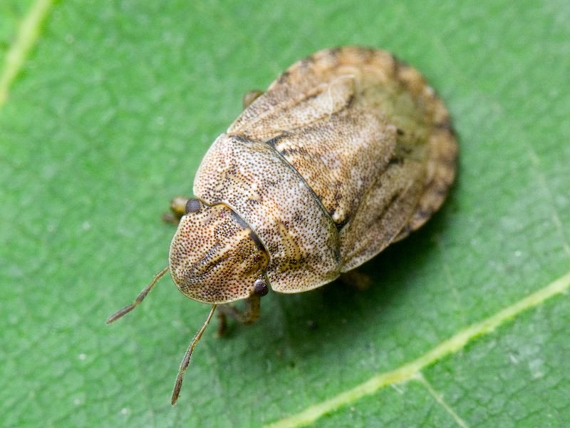 Sciocoris (Sciocoris) cursitans (Fabricius, 1794)