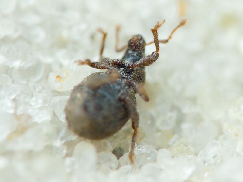 Archeophloeus inermis (Boheman, 1843)