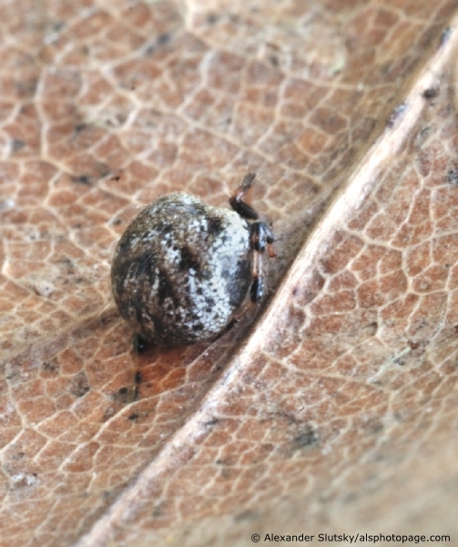 Araneae