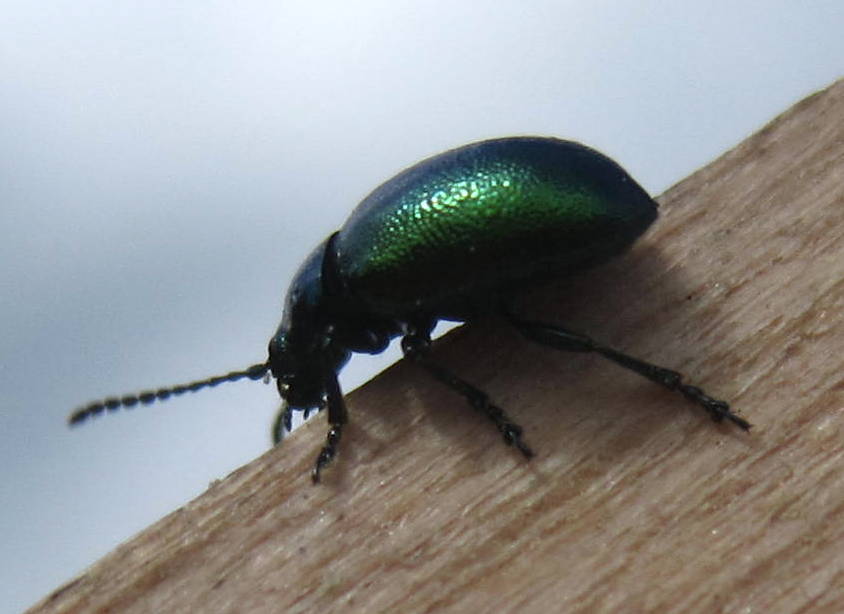 Gastrophysa viridula (De Geer, 1775)