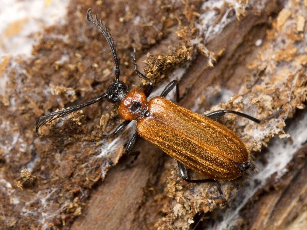 Schizotus pectinicornis (Linnaeus, 1758)