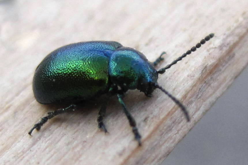 Gastrophysa viridula (De Geer, 1775)
