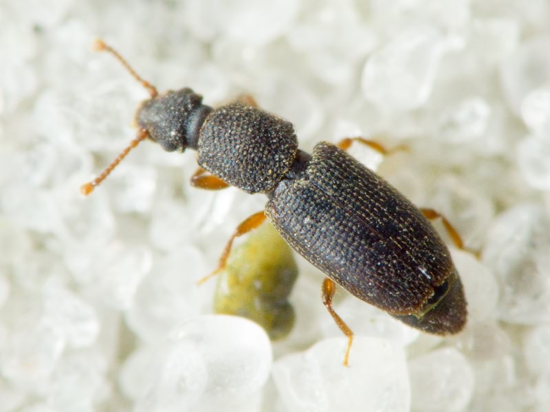 Monotoma brevicollis Aubé, 1837