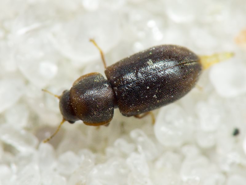 Orthocis lucasi (Abeille de Perrin, 1874)