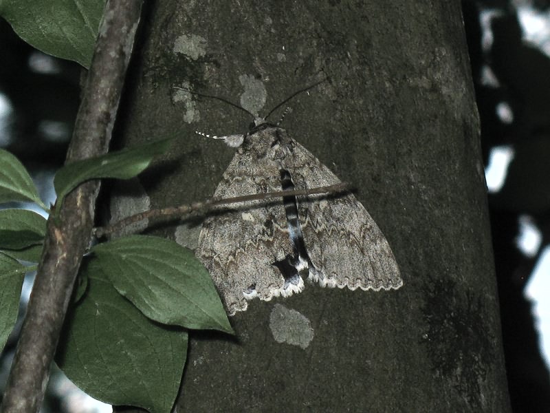 Catocala fraxini (Linnaeus, 1758)