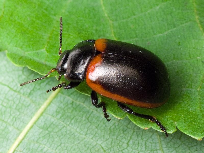 Chrysolina limbata (Fabricius, 1775)