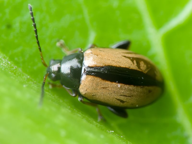 Phyllotreta armoraciae (Koch, 1803)