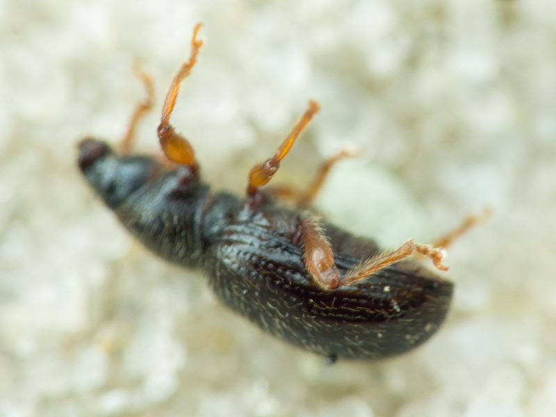 Exomias pellucidus (Boheman, 1834)