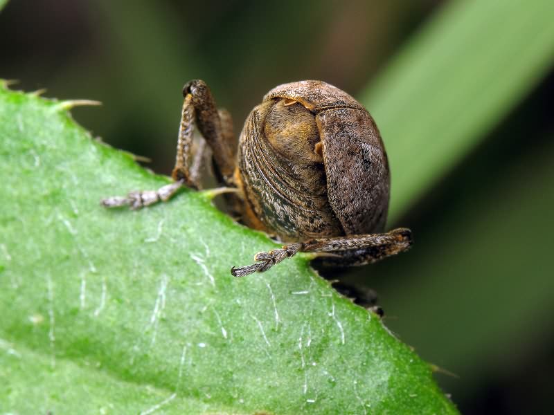 Cleonis pigra (Scopoli, 1763)