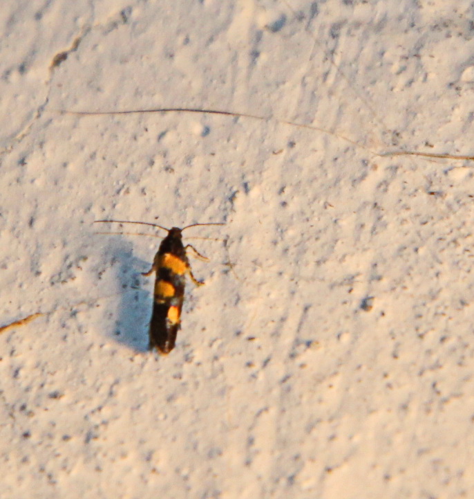 Chrysoesthia eppelsheimi (Staudinger, 1885)