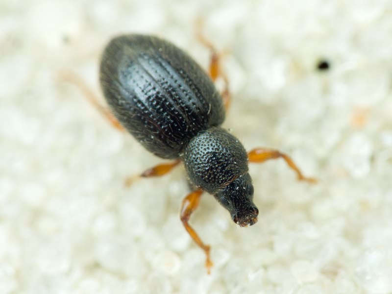 Exomias pellucidus (Boheman, 1834)