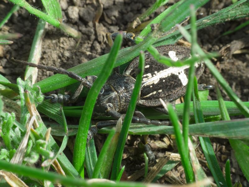 Dorcadion (Cribridorcadion) equestre (Laxmann, 1770)