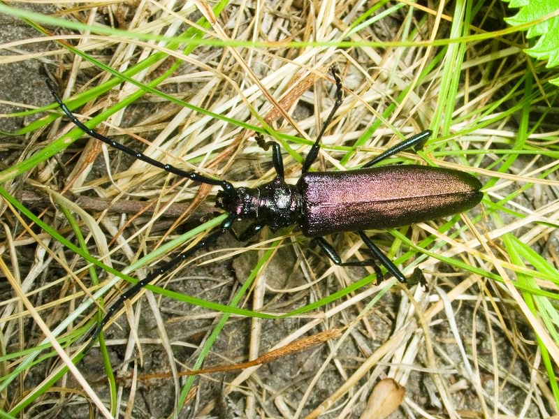 Aromia moschata (Linnaeus, 1758)
