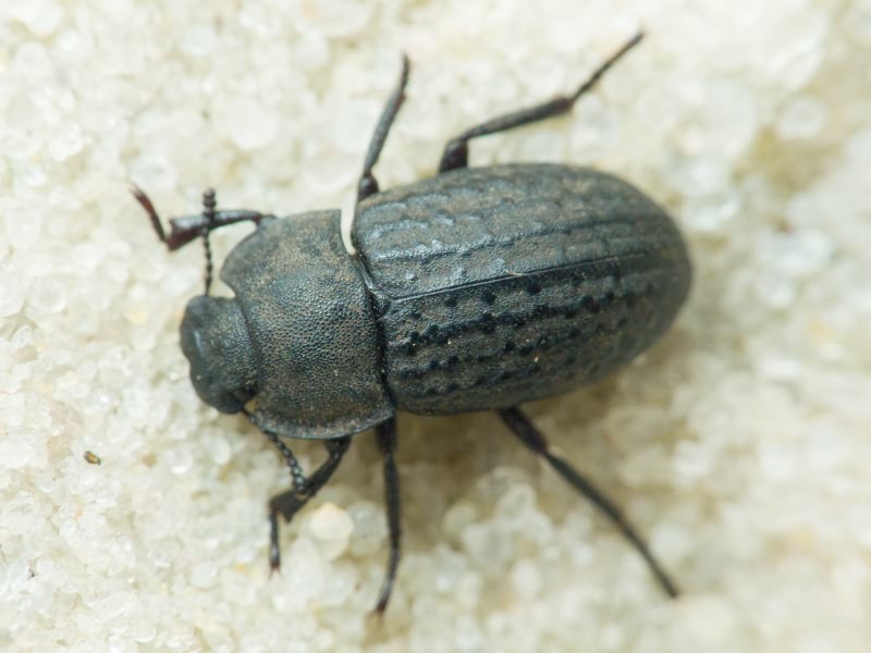 Opatrum sabulosum (Linnaeus, 1760)