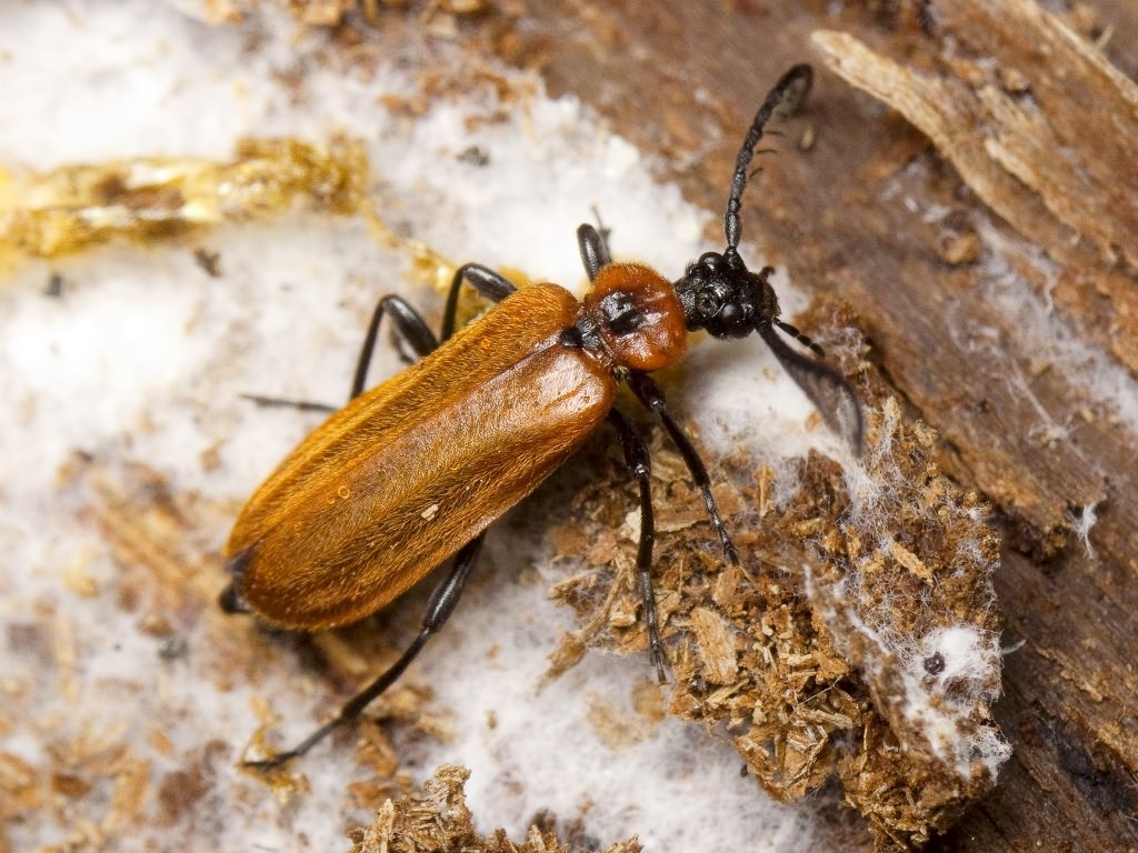 Schizotus pectinicornis (Linnaeus, 1758)