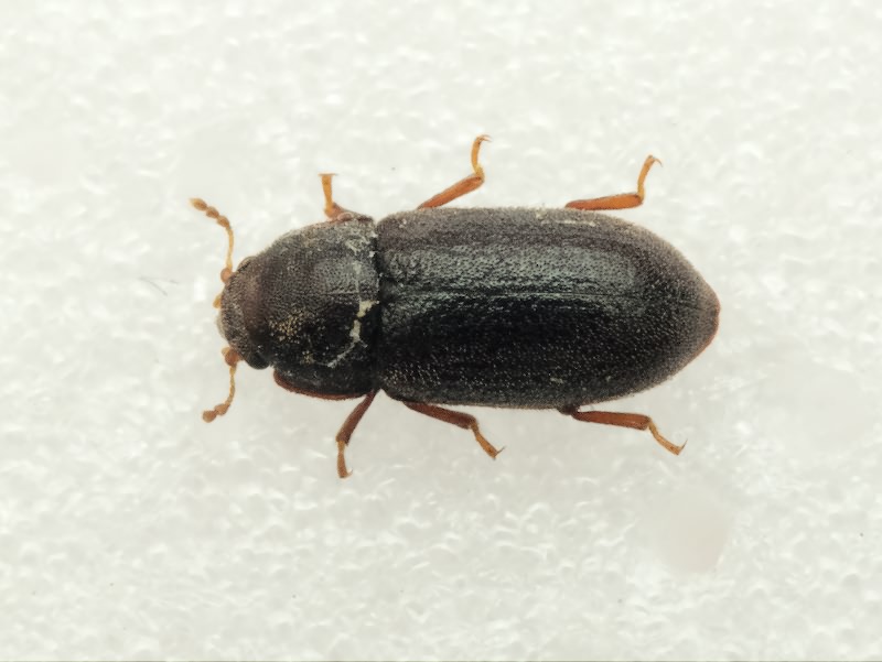 Cis rugulosus Mellie, 1848