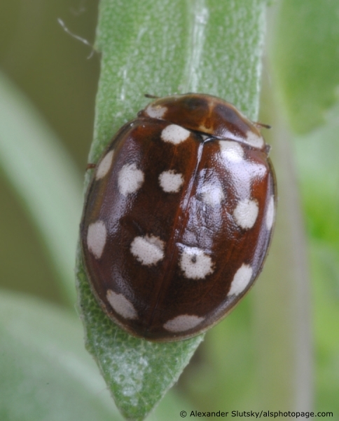 Calvia quatuordecimguttata (Linnaeus, 1758)