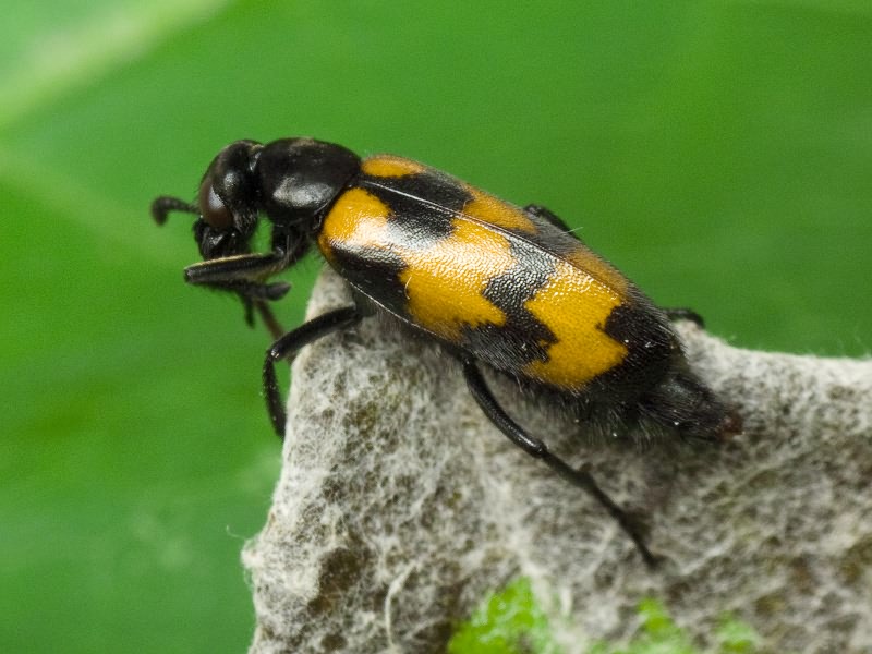 Mylabris (Mylabris) pusilla Olivier, 1811