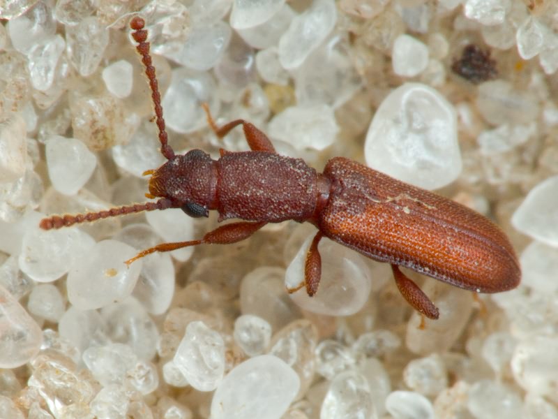 Silvanus bidentatus (Fabricius, 1792)