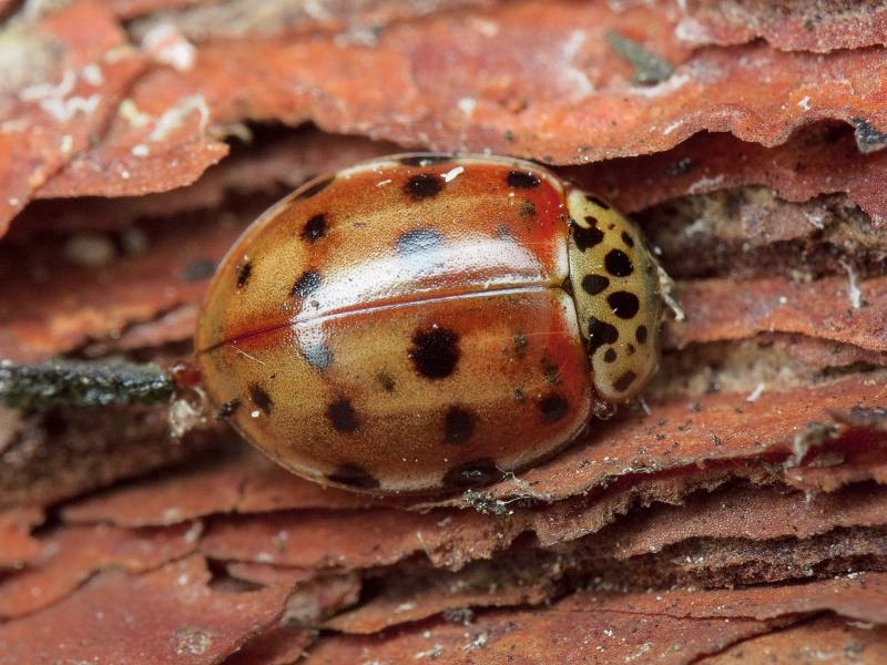 Harmonia quadripunctata (Pontoppidan, 1763)