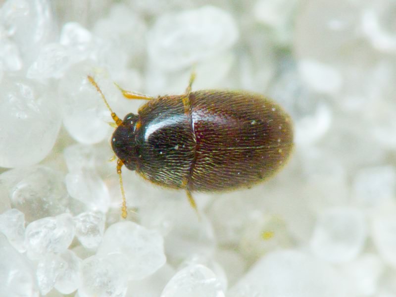 Nossidium pilosellum (Marsham, 1802)
