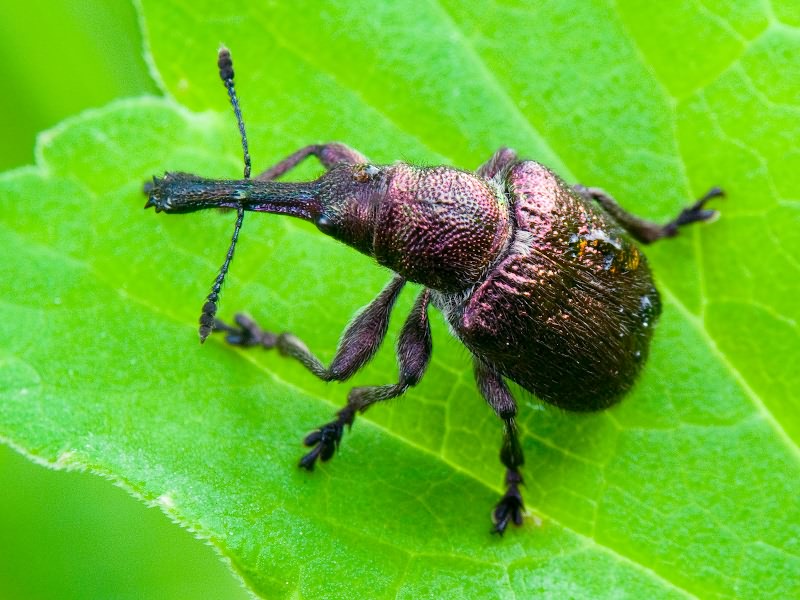 Rhynchites (Epirhynchites) giganteus Schoenherr, 1832