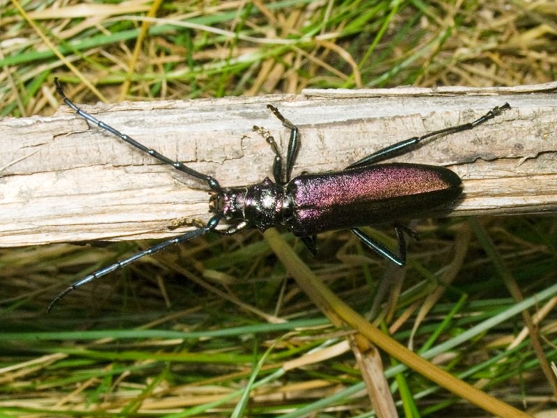 Aromia moschata (Linnaeus, 1758)