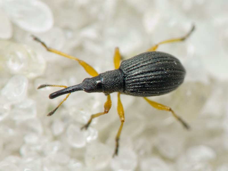 Protapion fulvipes Geoffroy, 1785