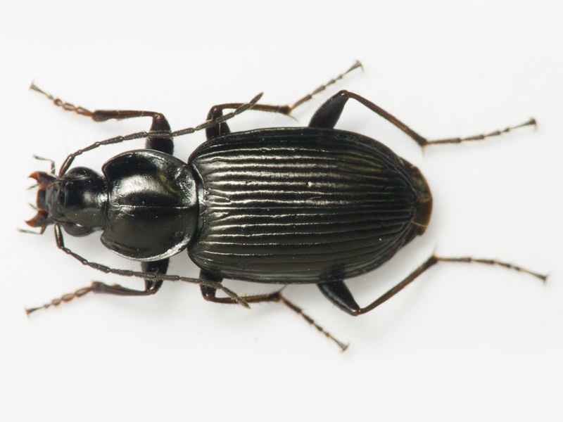 Agonum