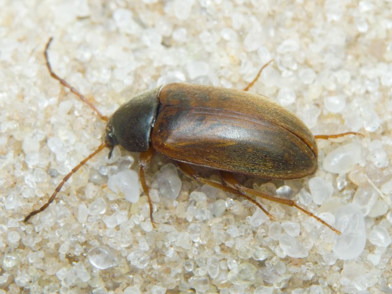 Isomira murina (Linnaeus, 1758)