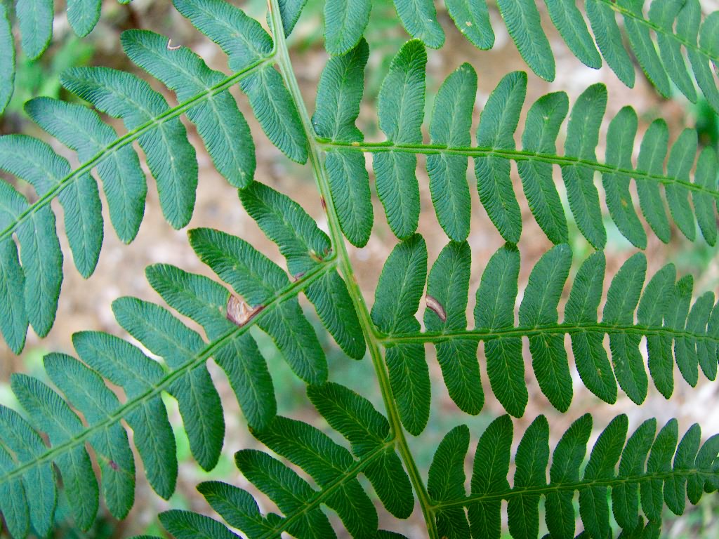 Pteridium latiusculum subsp. pinetorum (C.N.Page & R.R.Mill) Fraser-Jenkins