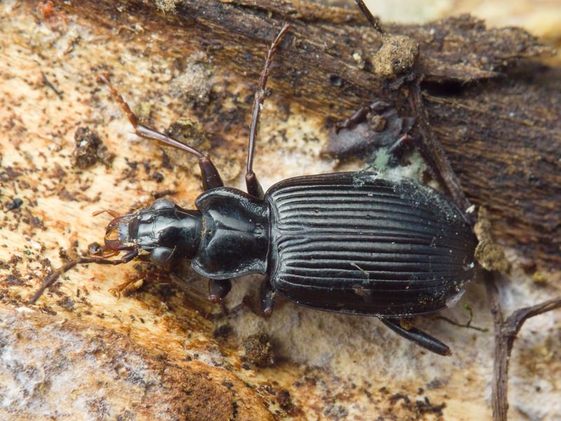 Limodromus assimilis (Paykull, 1790)