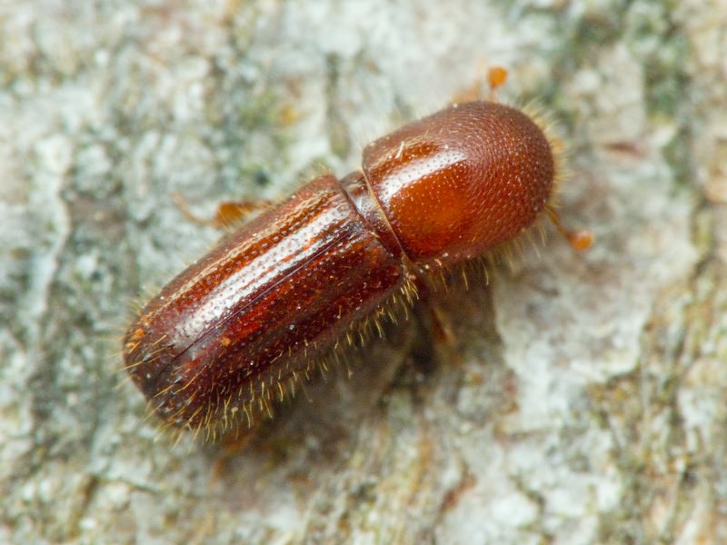 Xyleborus monographus (Fabricius, 1792)