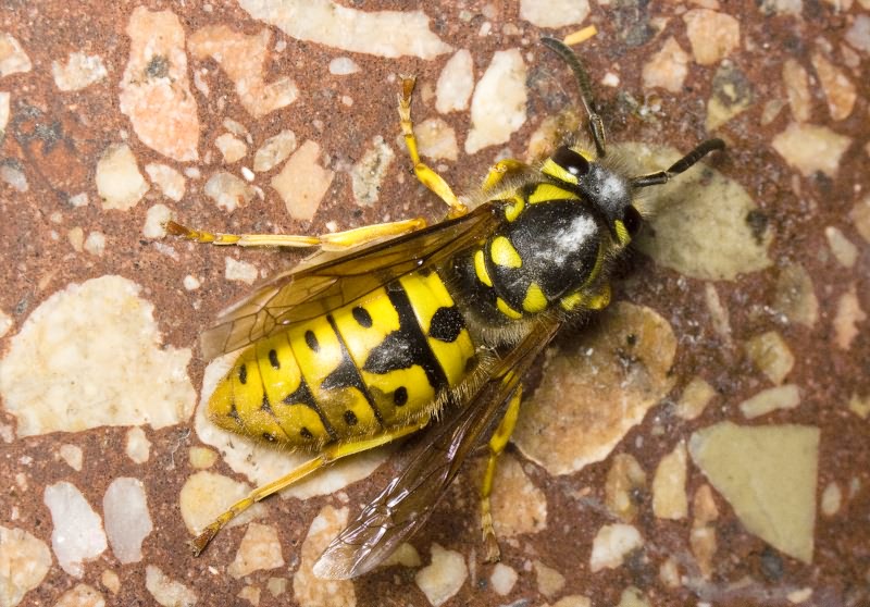 Vespula germanica (Fabricius, 1793)