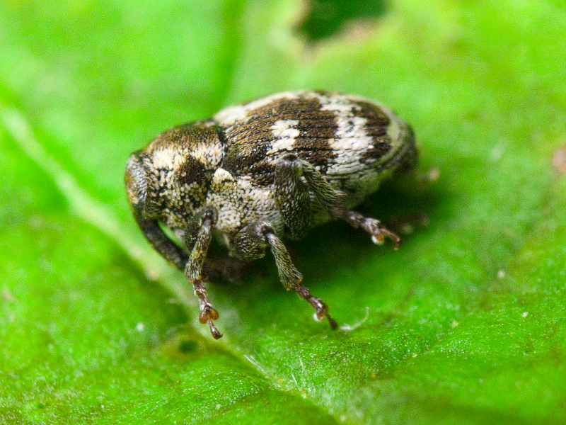 Thamiocolus sahlbergi (C.R.Sahlberg, 1845)