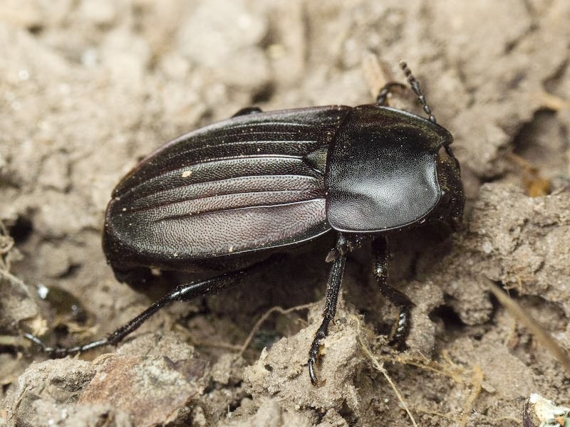 Silpha carinata Herbst, 1783
