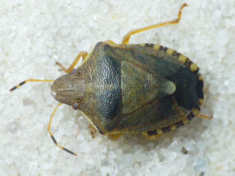 Peribalus (Peribalus) strictus vernalis (Wolff, 1804)