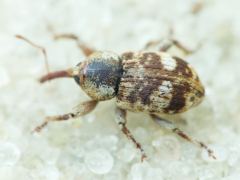 Pachytychius sparsutus (Olivier, 1807)