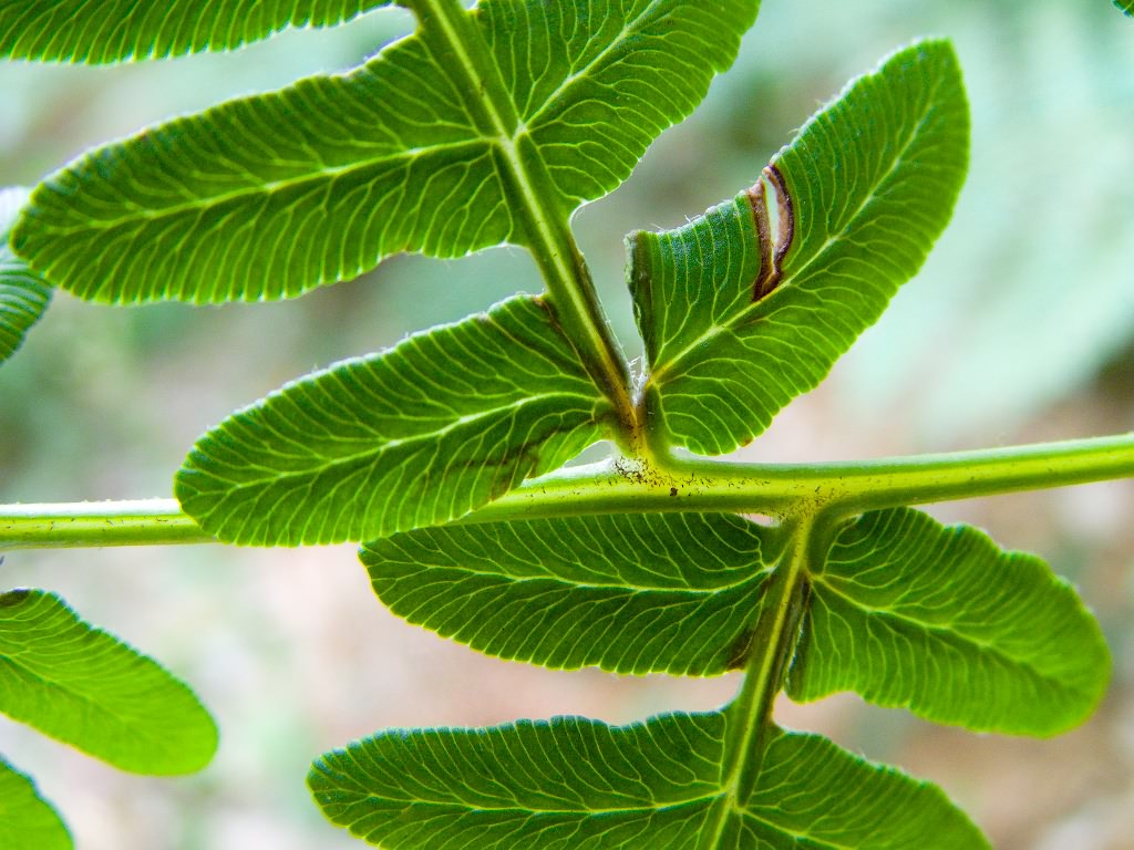 Pteridium latiusculum subsp. pinetorum (C.N.Page & R.R.Mill) Fraser-Jenkins
