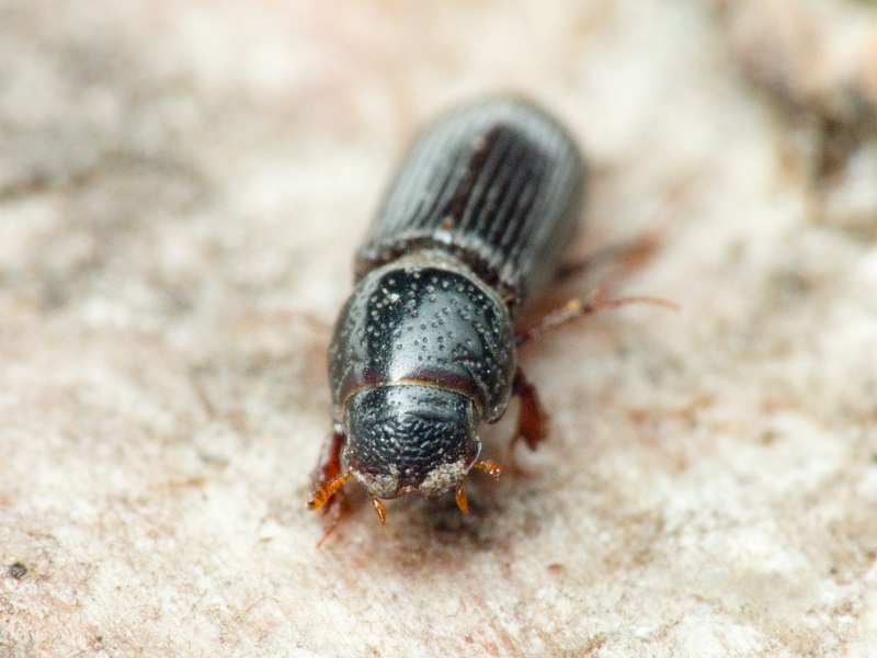 Pleurophorus