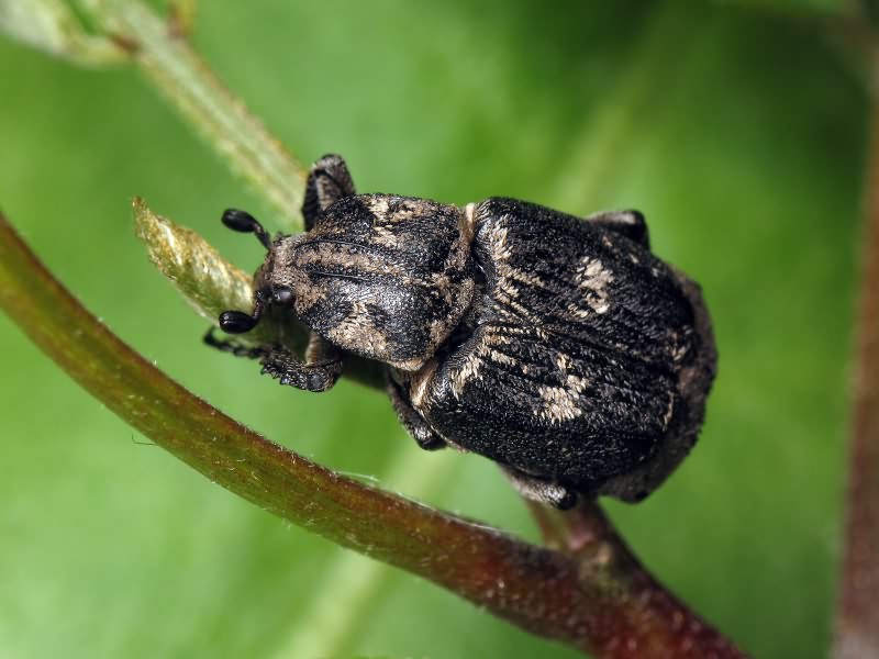 Valgus hemipterus (Linnaeus, 1758)