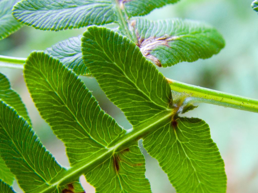 Pteridium latiusculum subsp. pinetorum (C.N.Page & R.R.Mill) Fraser-Jenkins