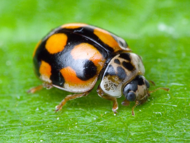 Adalia (Adalia) decempunctata (Linnaeus, 1758)