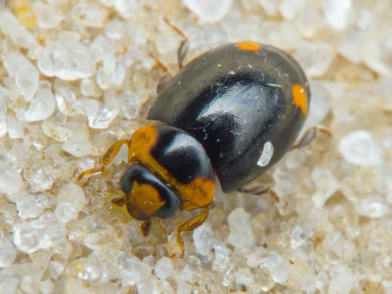Hyperaspis reppensis (Herbst, 1783)