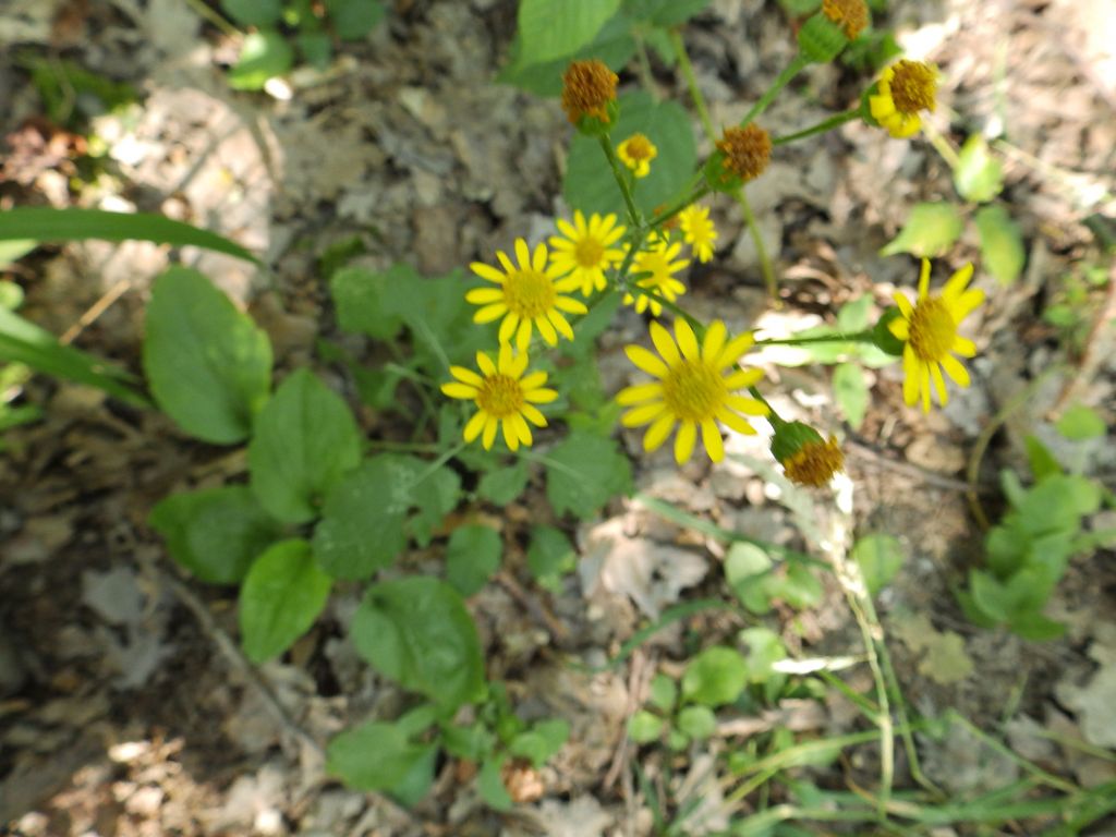 Asteraceae