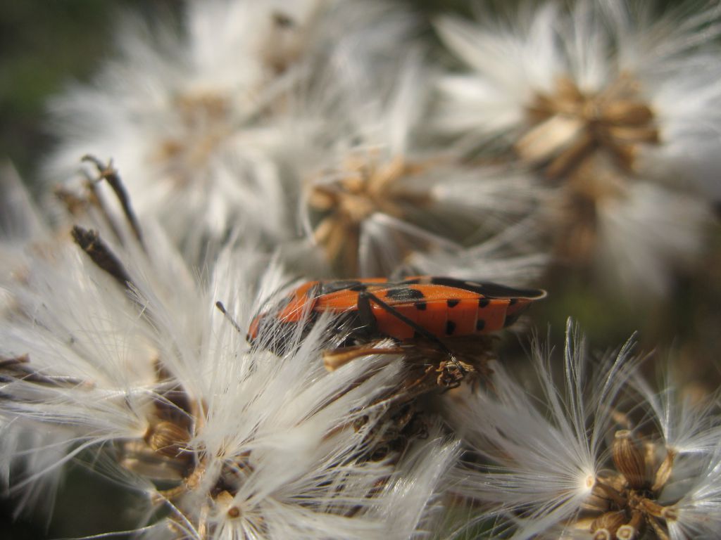 Lygaeus Fabricius, 1794
