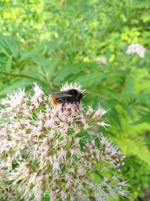 Bombus Latreille, 1802